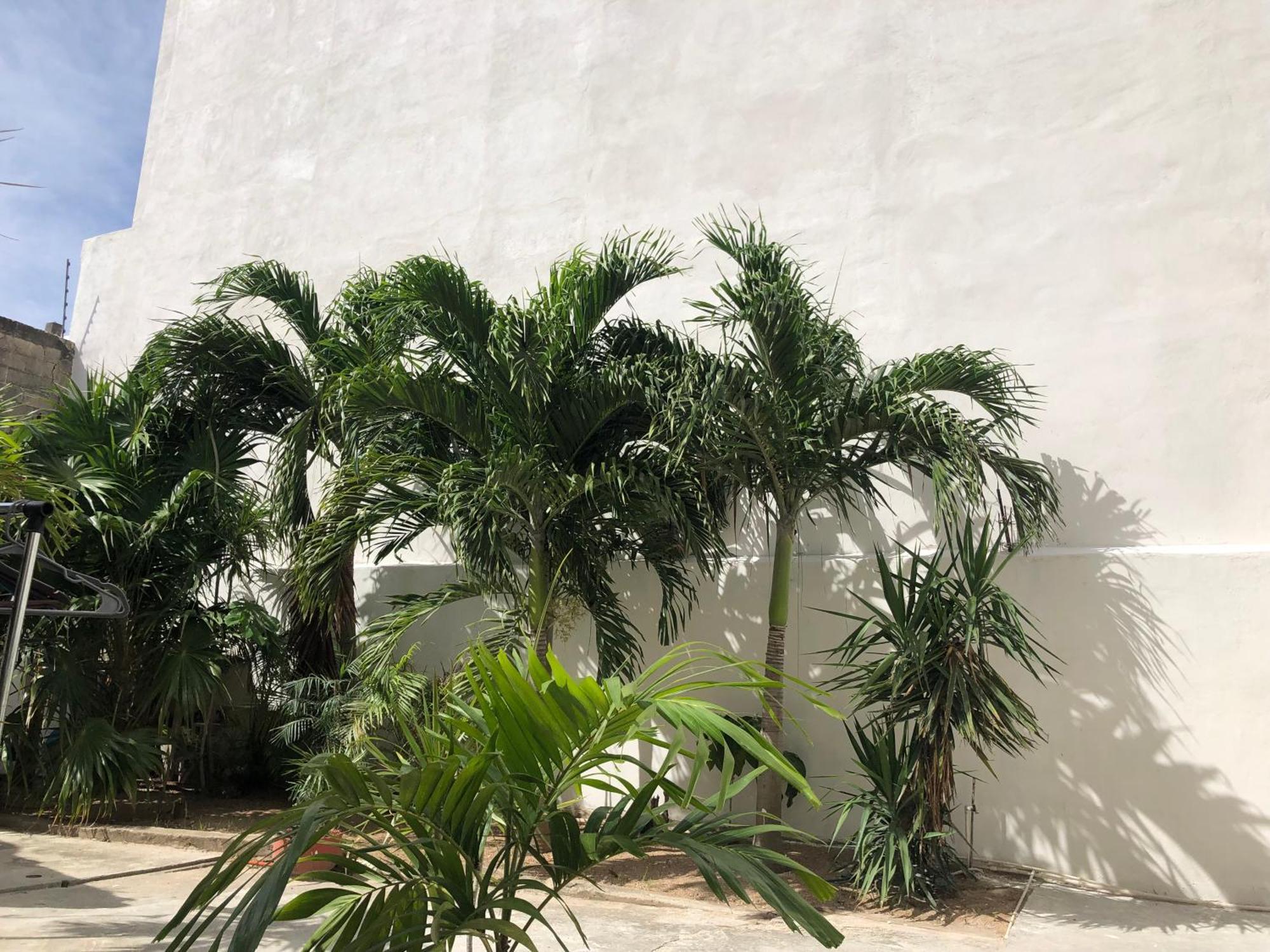 Studios Playa Playa del Carmen Zewnętrze zdjęcie